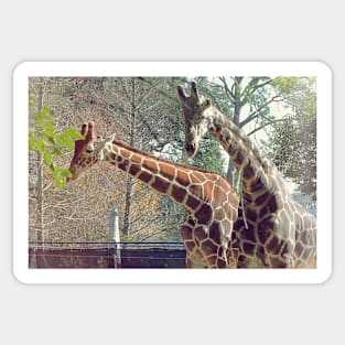 Giraffe Sticker